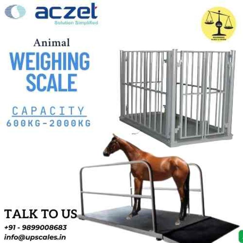 Aczet Animal Weighing Scale | Platform Size 1000x1000mm Capacity 1000kg and Accuracy 200gm