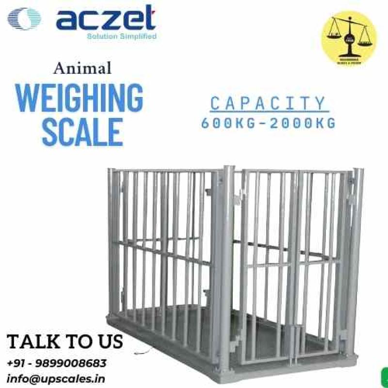 Aczet Animal Weighing Scale | Platform Size 1000x1000mm Capacity 1000kg and Accuracy 200gm